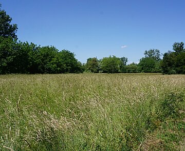 Biodiversität im Neureuter Tiefgestade.