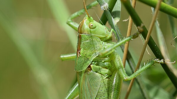 Das Bild zeigt eine Heuschrecke der Art Tettigoniidae