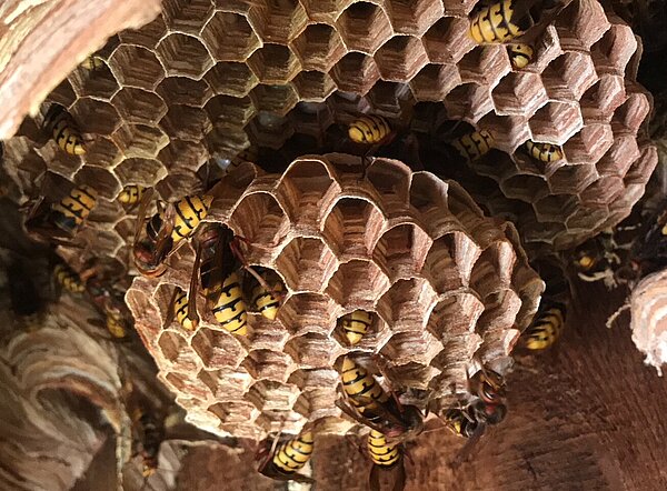 Nest der Europäischen Hornisse