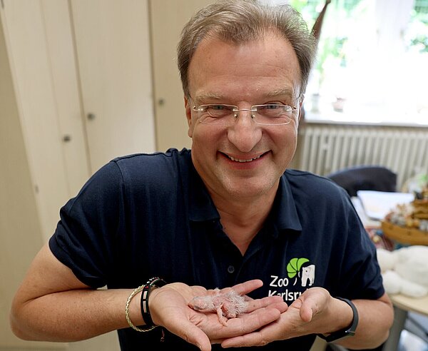Zoodirektor Dr. Matthias Reinschmidt zieht einen jungen Hyazinth-Ara von Hand auf. 