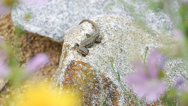 Eidechse sitzt auf Steinen im Eidechsenhabitat