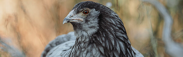 Ein Huhn in der Natur zwischen Zweigen.