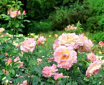 Der Rosengarten ist am kommenden Sonntag bei einer Führung durch das Gartenbauamt zu erleben. 