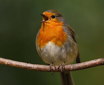 Rotkehlchen (Erithacus rubecula)