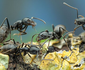 Tapinoma magnum breitet sich in der Region aus. 