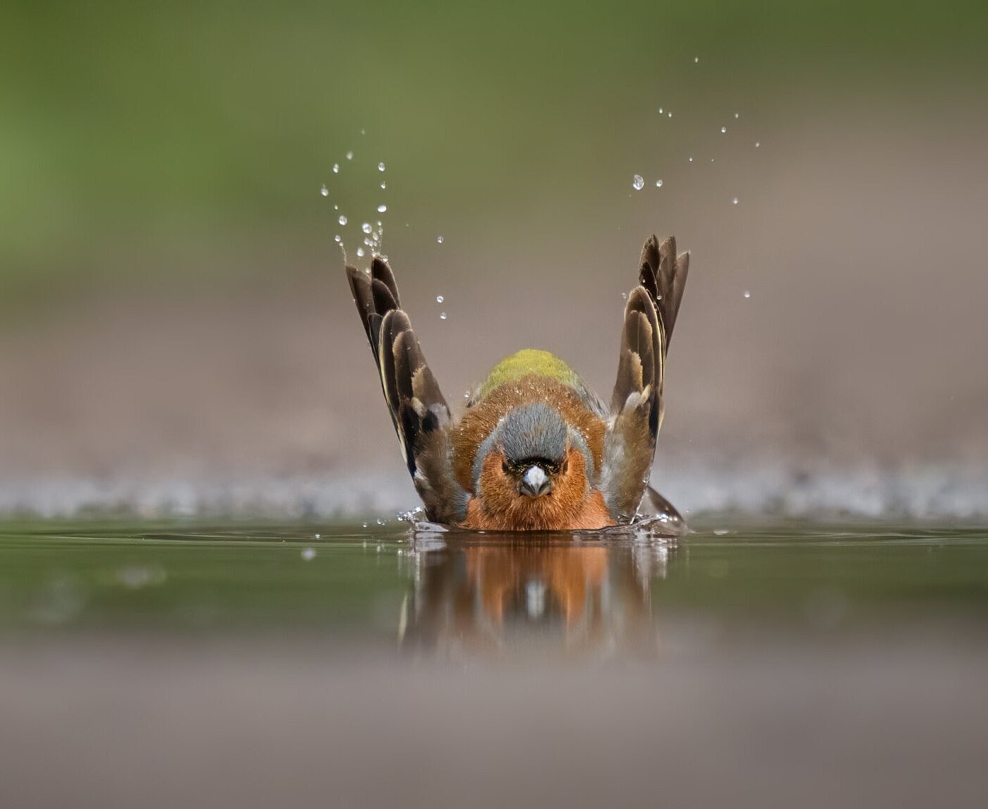 Das Buchfink Männchen badet in einer Pfütze und im Hintergrund kann man gerade noch das Weibchen erkennen