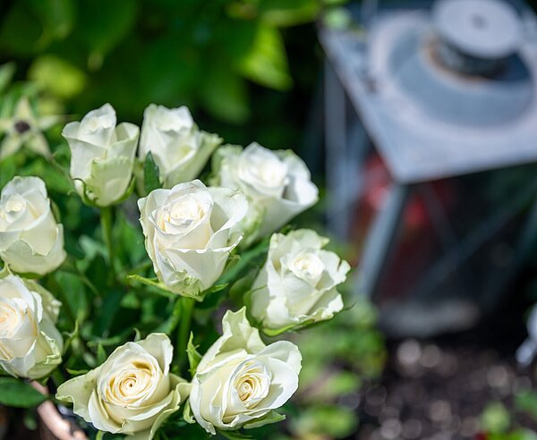 Symbolfotos zu Kondolenz