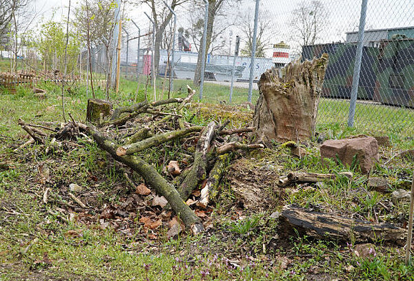 Totholzhaufen. Gefällter Baum