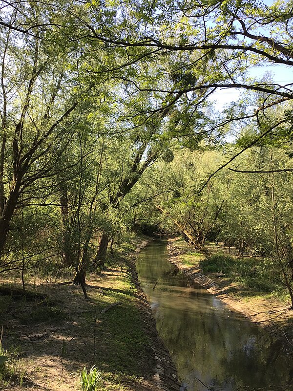 Das Bild zeigt einen Wassergraben im Schonwald Großgrund.