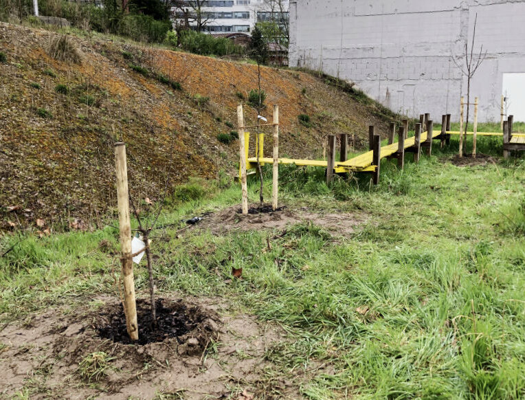 Frisch Gepflanzter Baum. Steg im Hintergrund