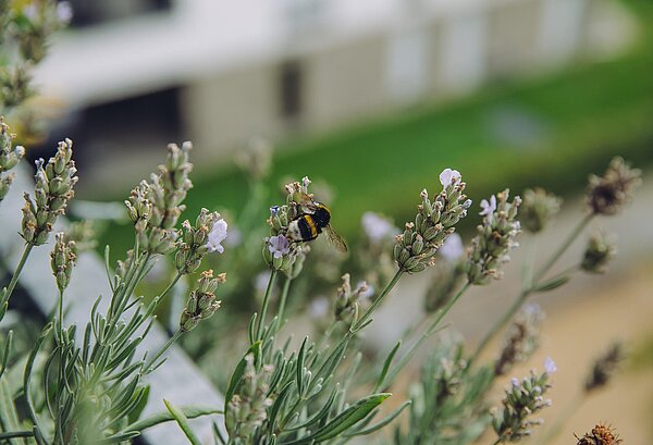 Hummel auf Lavendelblüte