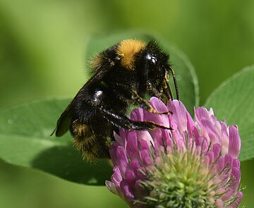 Eine Hummel labt sich an einer Blüte. 