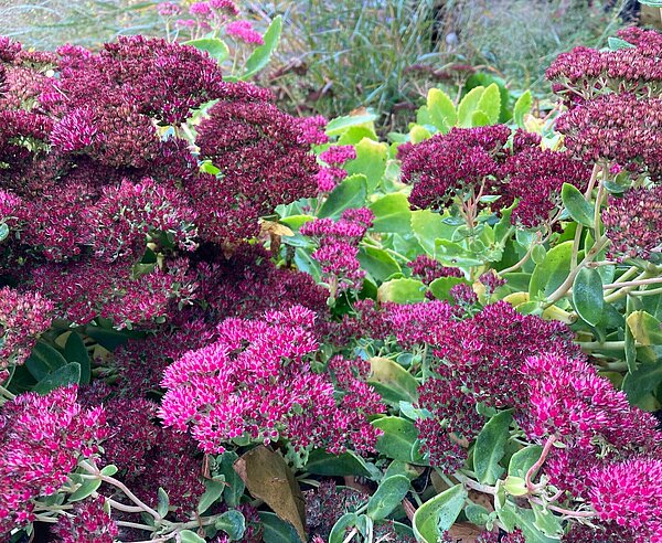 Prächtige Fetthenne