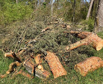 Gefällter und zersägter Baum mit Stamm und Geäst.