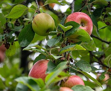 Reife Äpfel an einem Baum