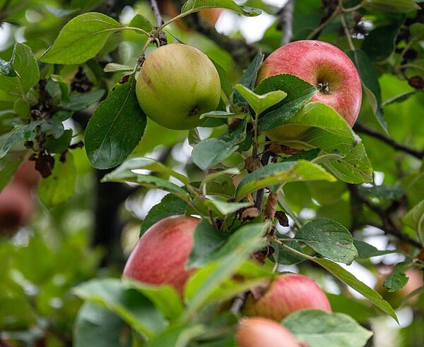 Reife Äpfel an einem Baum