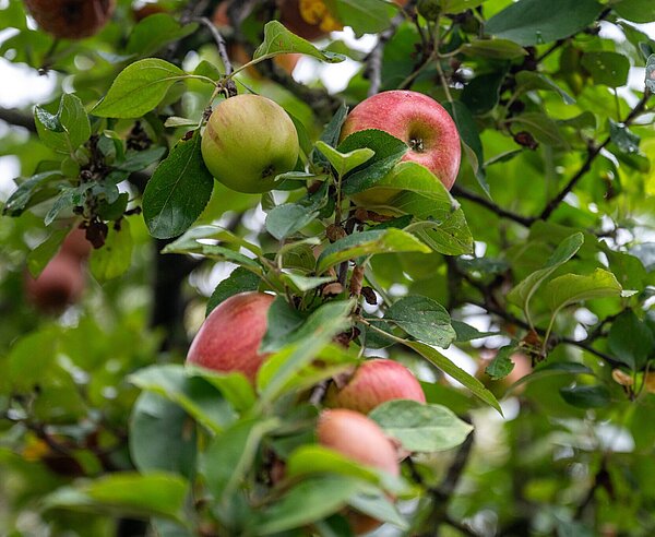 Reife Äpfel an einem Baum