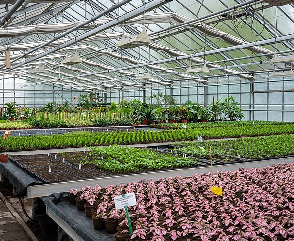 Pflanzen, Blumen und Setzlinge  im Gewächshaus der Stadtgärtnerei