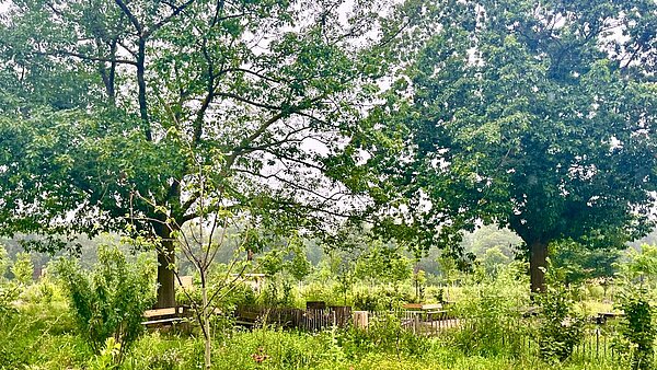 Beispiel eines Urbanen Waldgartens in Berlin Britz