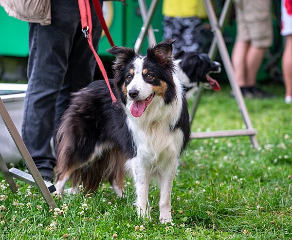 EIn Hund bei einem Veranstaltungszelt auf der Günther-Klotz-Anlage
