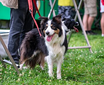 EIn Hund bei einem Veranstaltungszelt auf der Günther-Klotz-Anlage