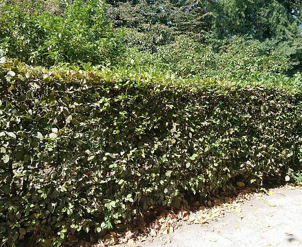 Hainbuchenhecke