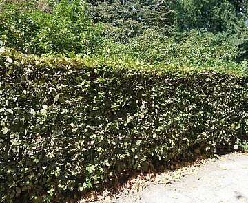 Hainbuchenhecke