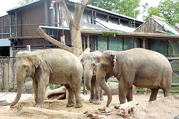 Neuer Elefant Indra im Zoo