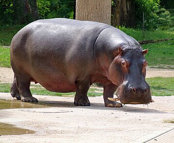 Flusspferd Kathy lebte seit 1989 in Karlsruhe.