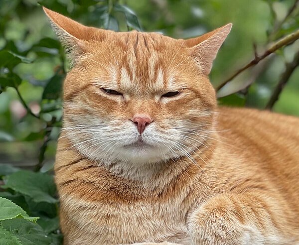 Rotgetigerte Katze auf Mauer