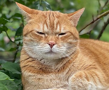 Rotgetigerte Katze auf Mauer