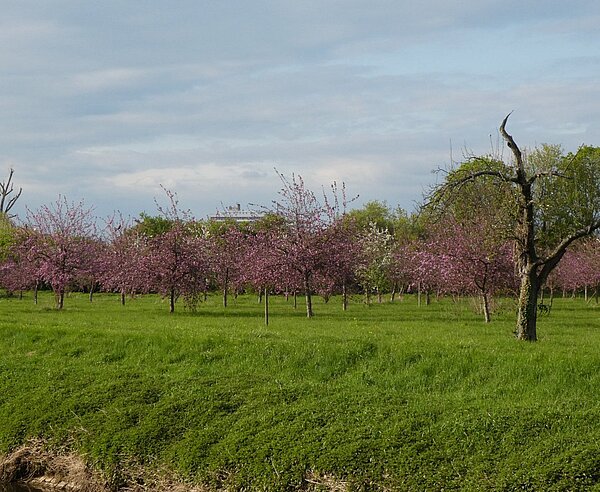 Obstbaumblüte in Hagsfeld