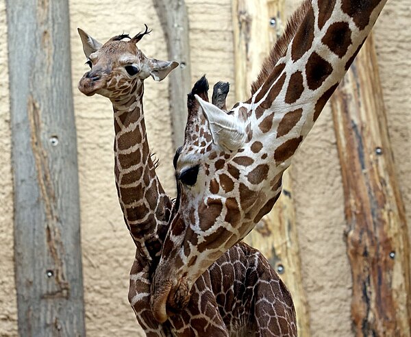 Giraffe im Zoo geboren