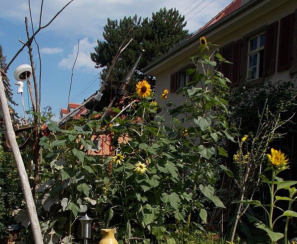 Hausgarten in der Roggenbachstraße