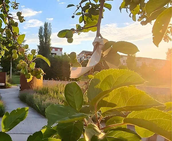 Baum mit weißer Schleife und Sonnenstrahlen