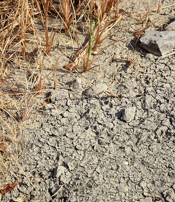 Ausgetrocknete Böden sind kaum fähig, noch Wasser aufzunehmen.