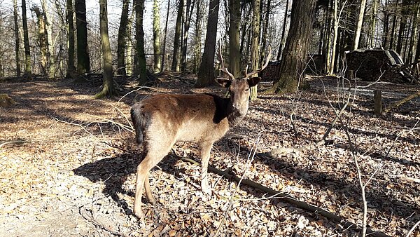 Damhirsch im Gehege