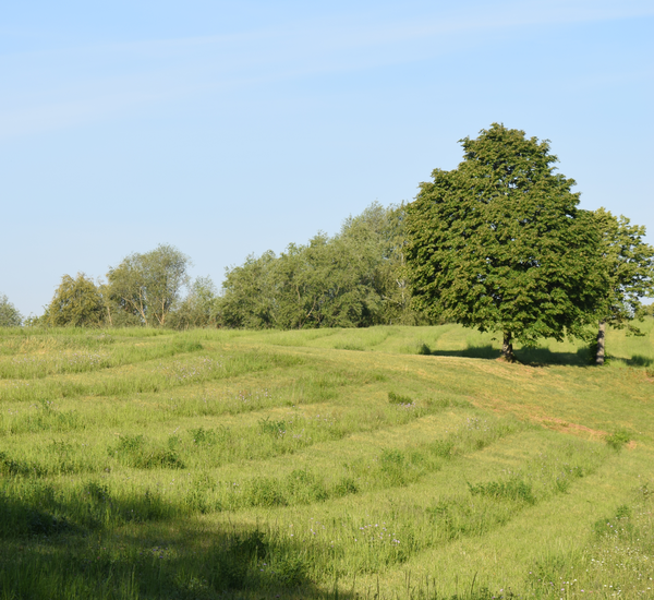 Das Bild zeigt  die Wiese am Edeltrudtunnel mit einer Streifenmahd.