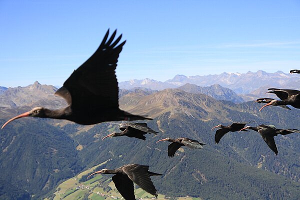 Der Waldrapp war in der Natur ausgestorben. Die Tiere müssen die Flugrouten vom Menschen erlernen.