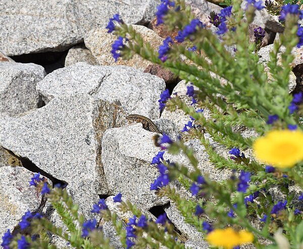 Eidechse sitzt auf Steinen im Eidechsenhabitat
