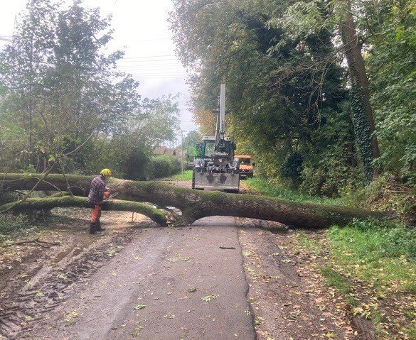 Am vergangenen Montag ist ein Baum in der Fiduciastraße umgefallen. 