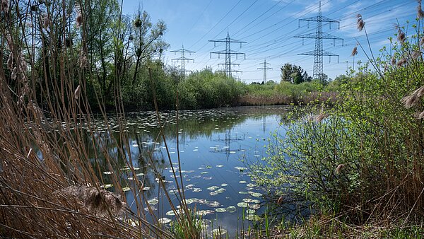 Strommasten spiegeln sich in den von Schilf und Sträuchern umgebenen Saumseen