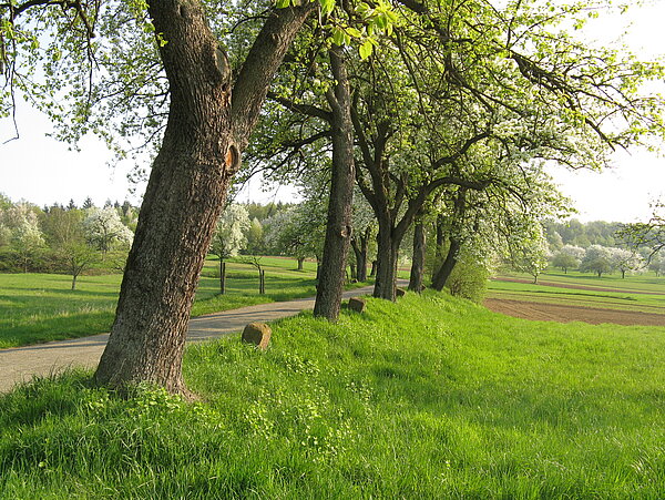 Bäume säumen die Alte Landstraße in Stupferich