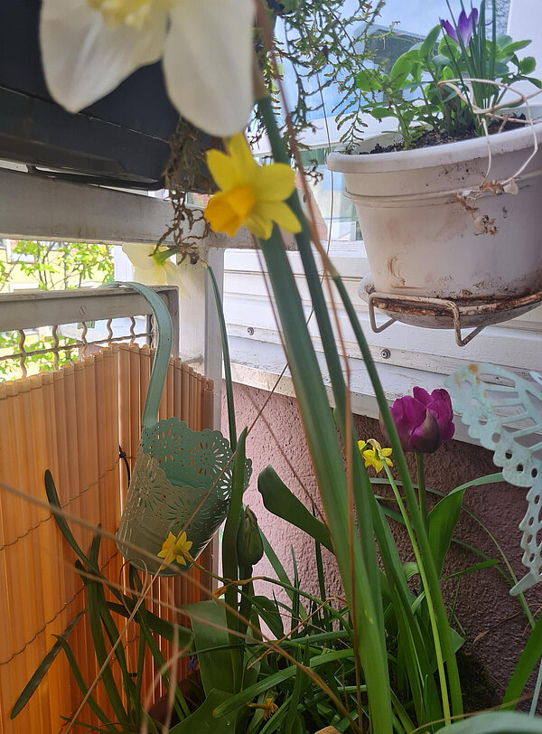 Ecke des Balkons mit blühenden Narzissen und Tulpen in einem Topf.