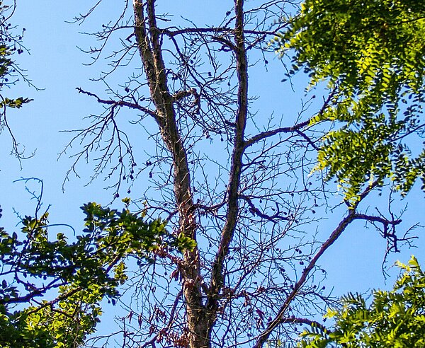 Die Trockenheit setzt den Waldbäumen zu.