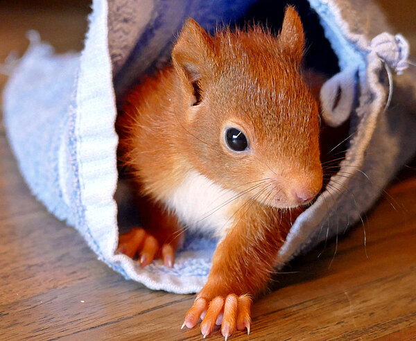 Ein kleines Eichhörnchen