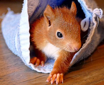 Ein kleines Eichhörnchen