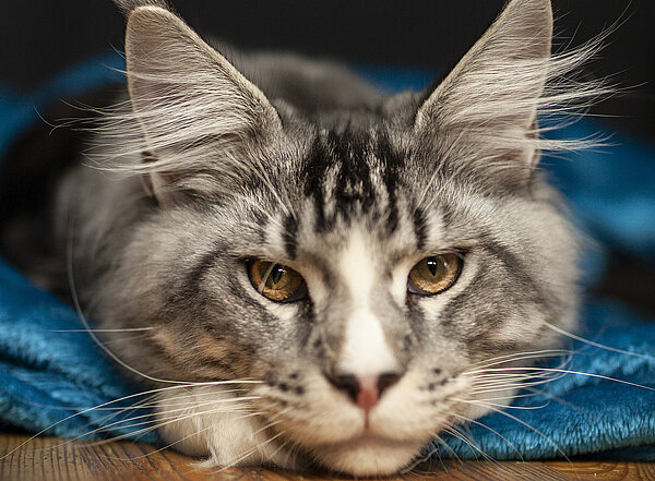 Eine Katze liegt auf einem Holzboden auf einer Decke.
