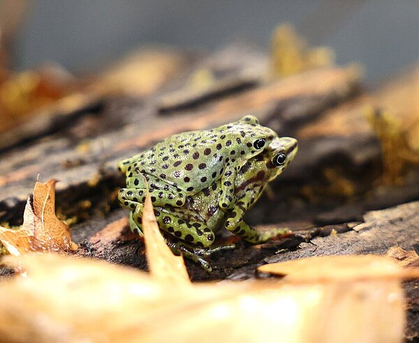 Rio-Pescado-Stummelfußkröte_3