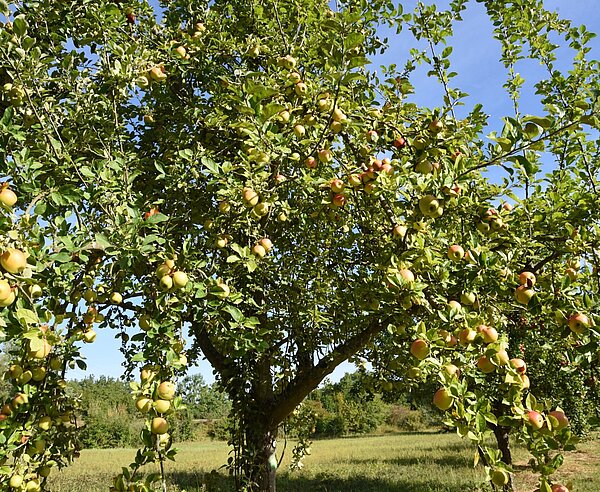 reife, gelbe und rote Äpfel hängen am Apfelbaum auf einer  Streuobstwiese